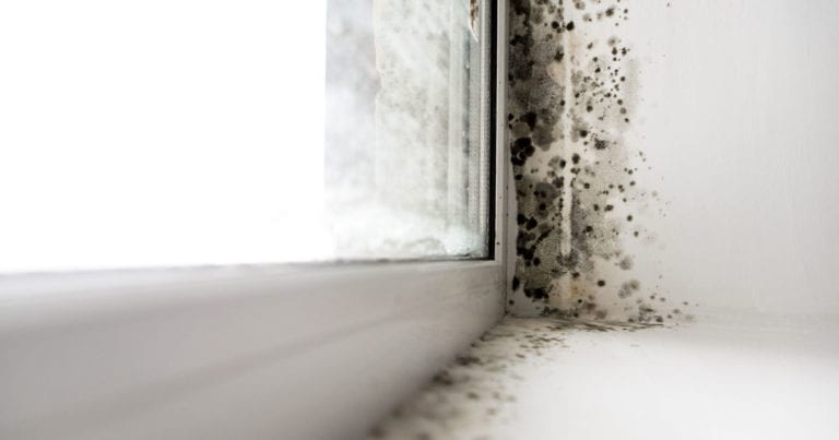 Close-up of mold growing along a window frame on a wall